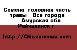 Семена (головная часть))) травы - Все города  »    . Амурская обл.,Райчихинск г.